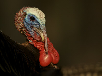 tim-laman-tom-wild-turkey-meleagris-gallopavo-male-struts-for-females