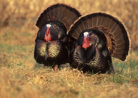 twingobblers