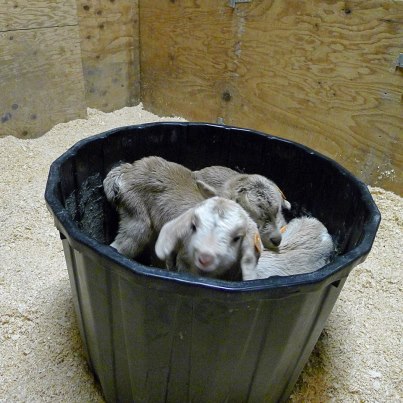 babykidssproutcreekfarm