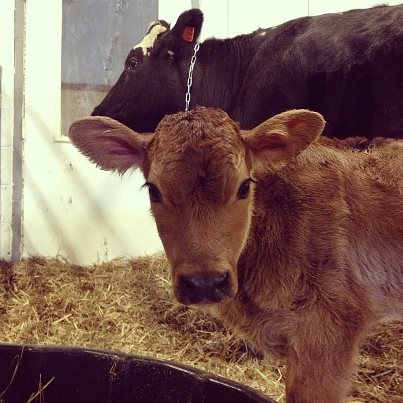 PanamaPamandherNewyearsbaby