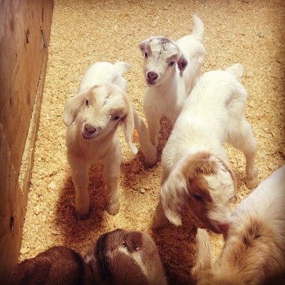 sproutcreeknurseryschool