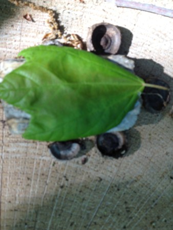 table and acorn cap chairs w leaf tablecloth