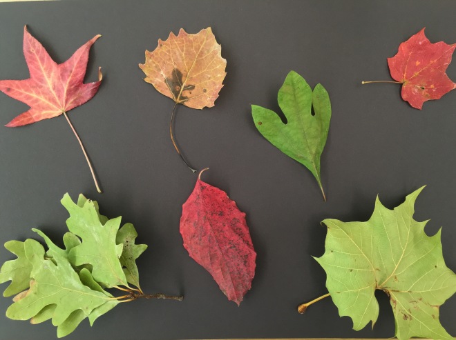 leaf identification